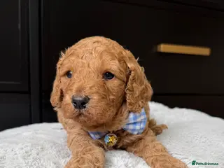 Cavapoo dogs The most beautiful Cavapoos - Advert 17