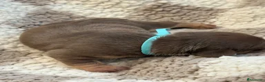Miniature Dachshund 2