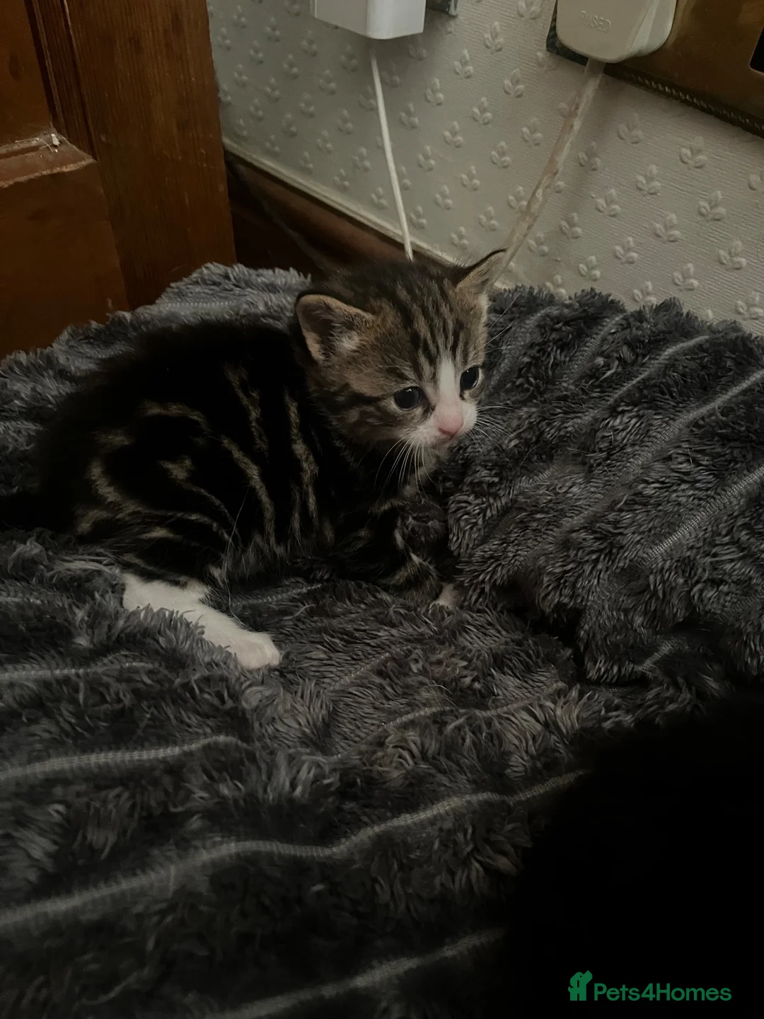 Mixed Breed cats for sale: 4 beautiful kittens  - Advert 2