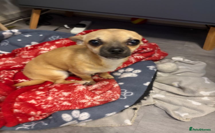 Chihuahua dogs - Advert 4