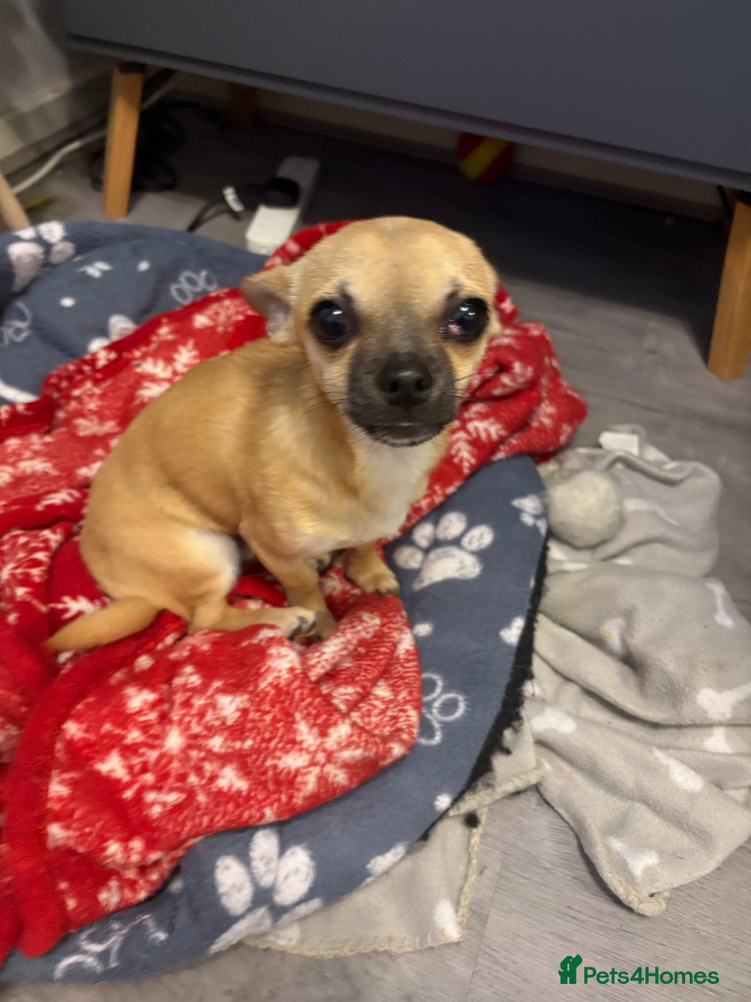Chihuahua dogs for sale: Becky - Image 1