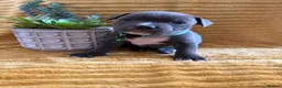 Staffordshire Bull Terrier dogs for sale: KC Blue Staffordshire bull terrier puppies  - Advert 12