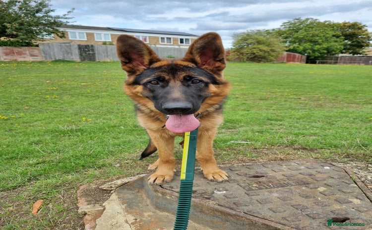 German Shepherd dogs - Advert 1