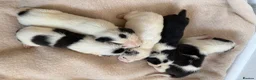 Lurcher dogs for sale: Lurcher Puppies - Advert 9