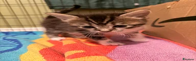 Ragdoll Kitten 2