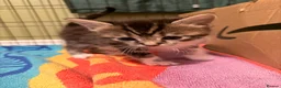 Ragdoll cats for sale: Ragdoll X Bombay - Advert 7