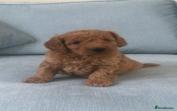 Cockapoo dogs for sale: Toy F1B cockapoo pups - Image 13