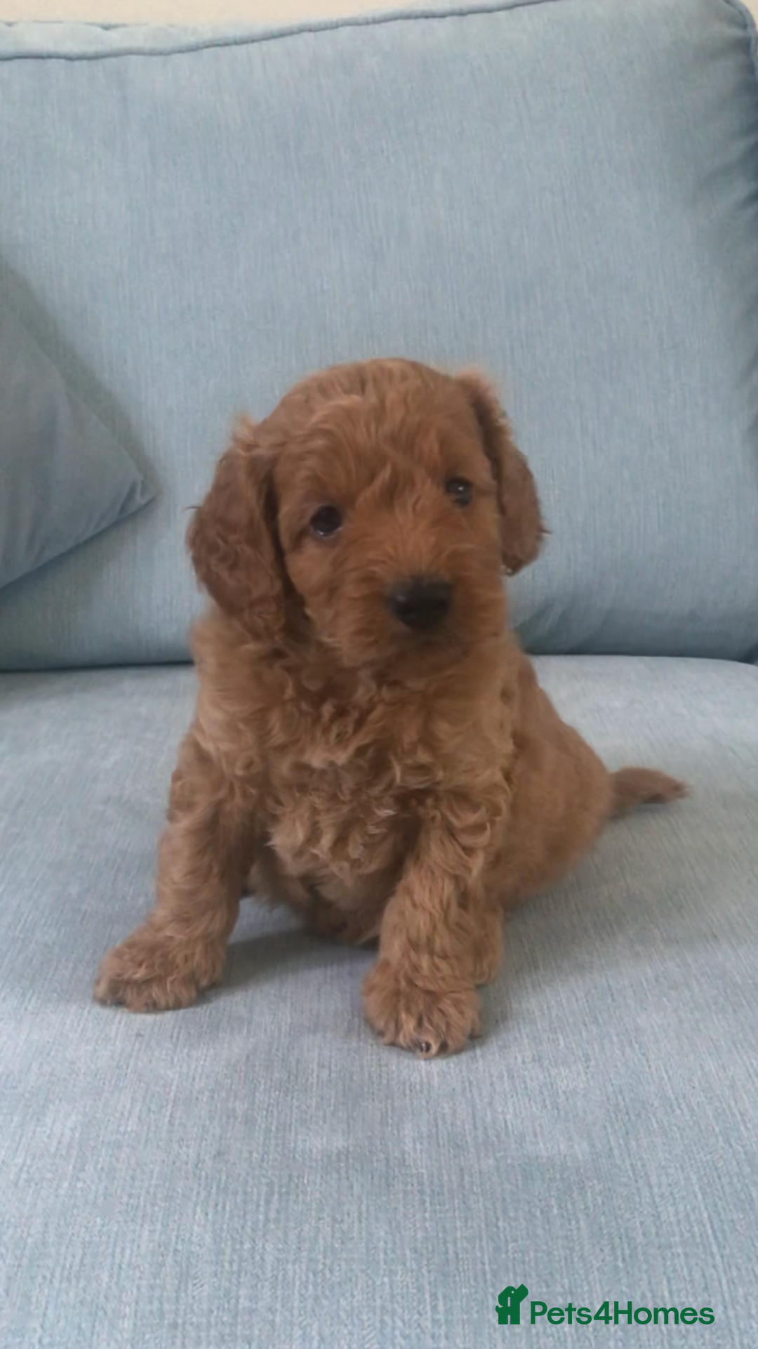 Cockapoo dogs for sale: Toy F1B cockapoo pups - Image 13