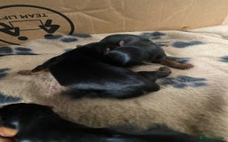 Yorkshire Terrier dogs for sale: 4 beautiful Yorkshire terrier pups  - Image 9