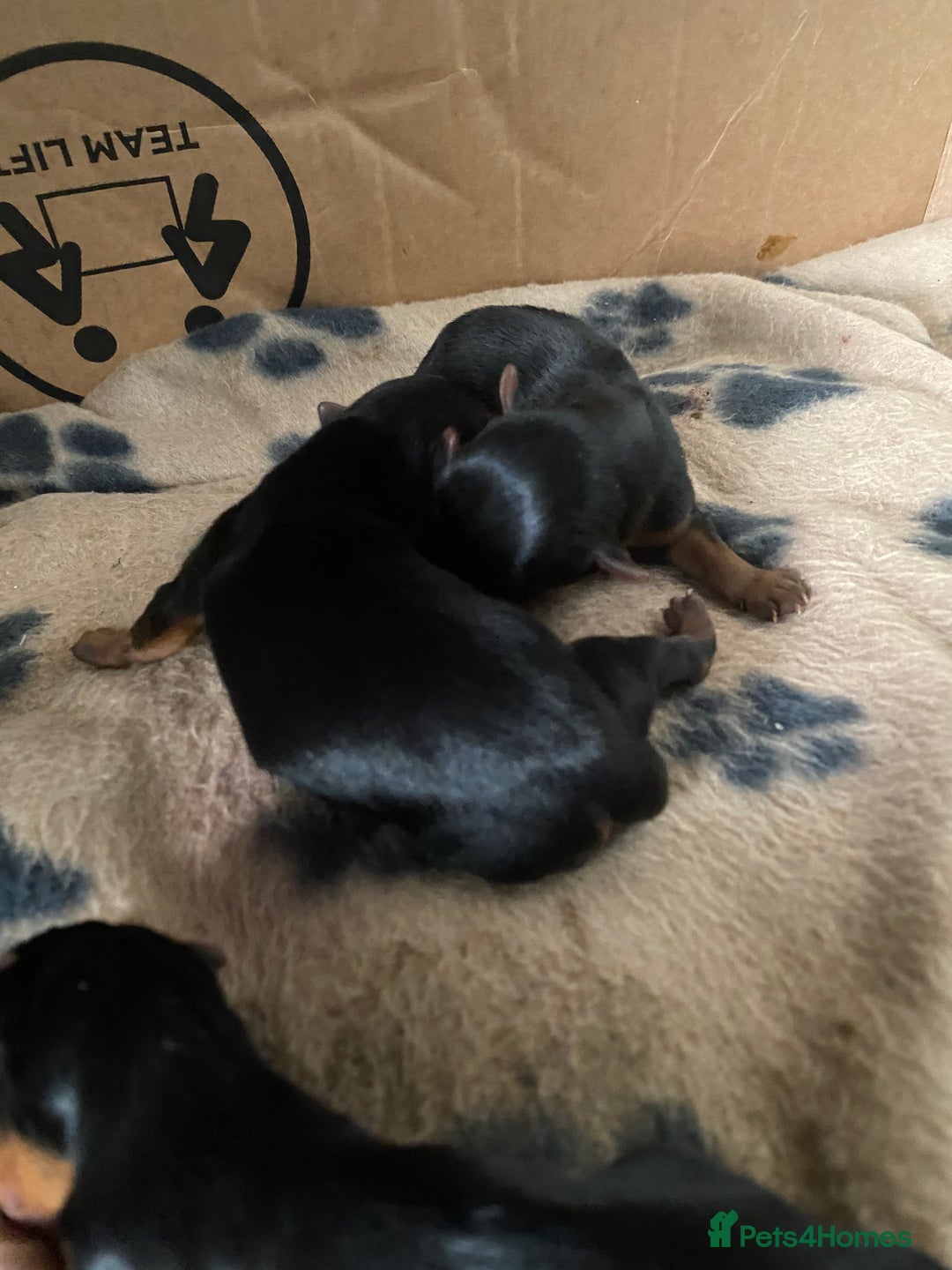 Yorkshire Terrier dogs for sale: 4 beautiful Yorkshire terrier pups  - Image 9