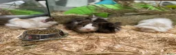 Guinea Pig rodents for sale: 10 week old male guinea pigs in Torrington - Advert 27