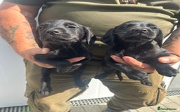 Cockerdor dogs for sale: Quality litter of cockerdors Blacks £450 Gold £550 - Image 6