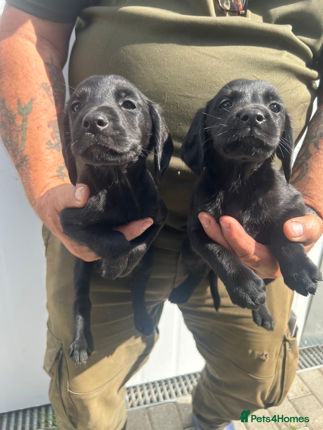 Cockerdor dogs for sale: Quality litter of cockerdors Blacks £450 Gold £550 - Image 6