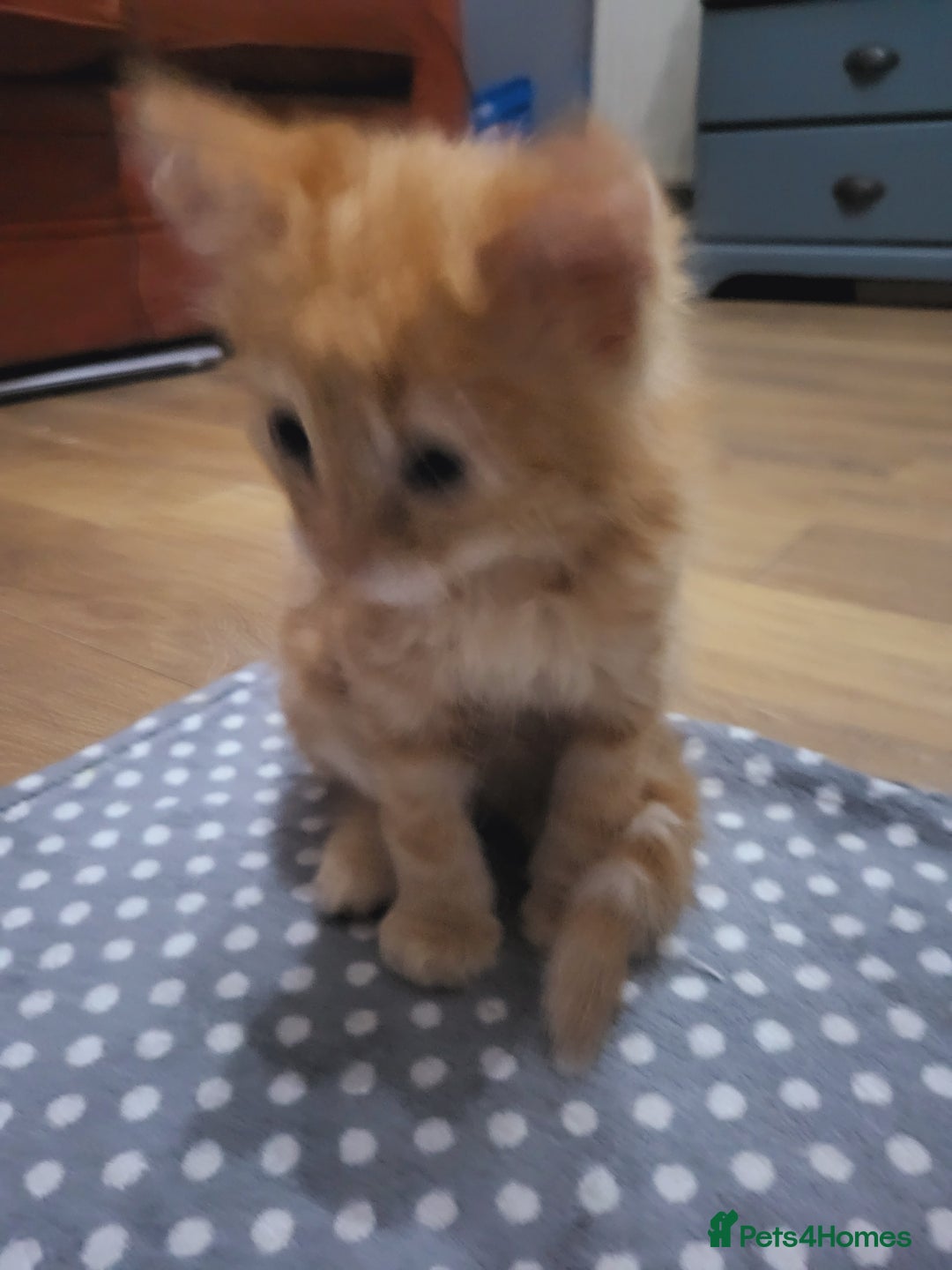 Mixed Breed cats for sale: 2 Beautiful Ginger Male Kittens.  - Image 7