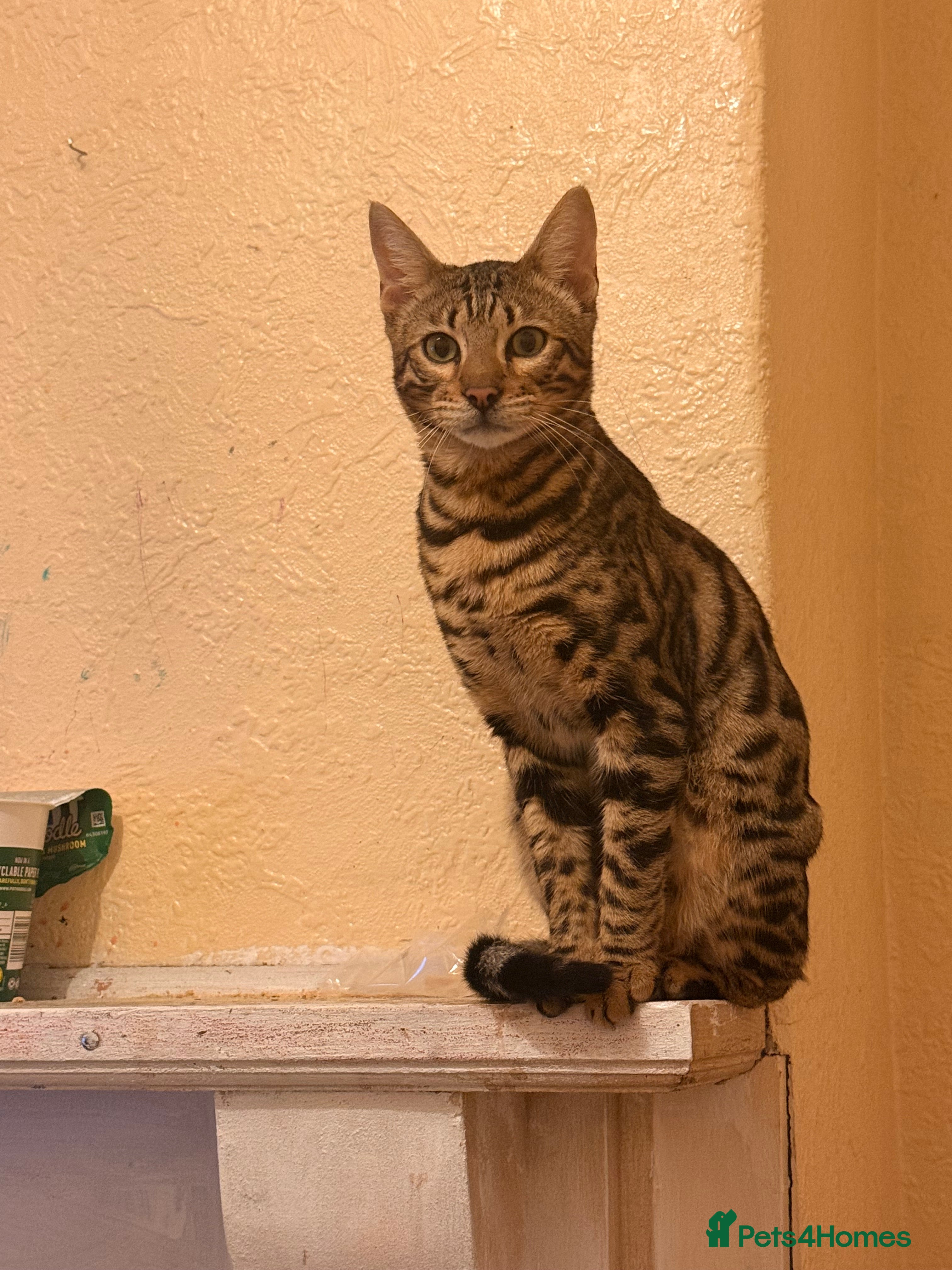 Bengal cats Male Bengal kitten - Advert 1