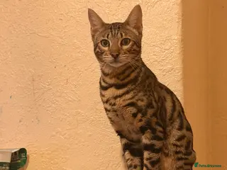 Bengal cats Male Bengal kitten - Advert 1