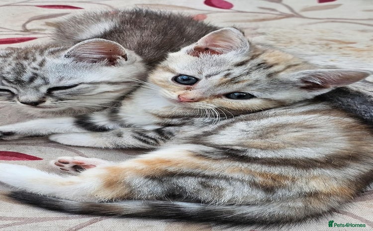British Shorthair cats - Advert 13
