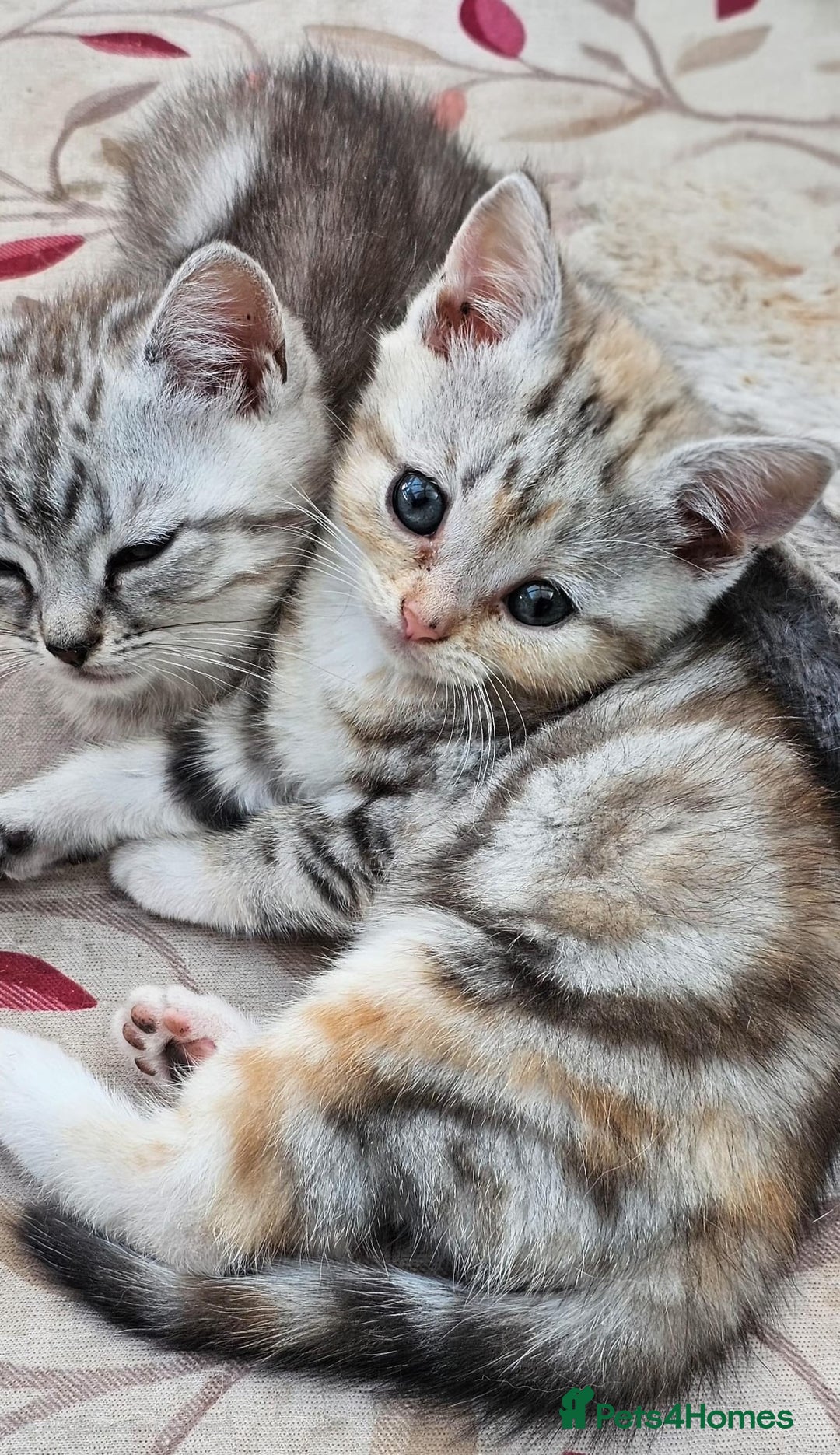 British Shorthair cats for sale: Adorable British Shorthair Kittens–Ready for Home! - Image 1
