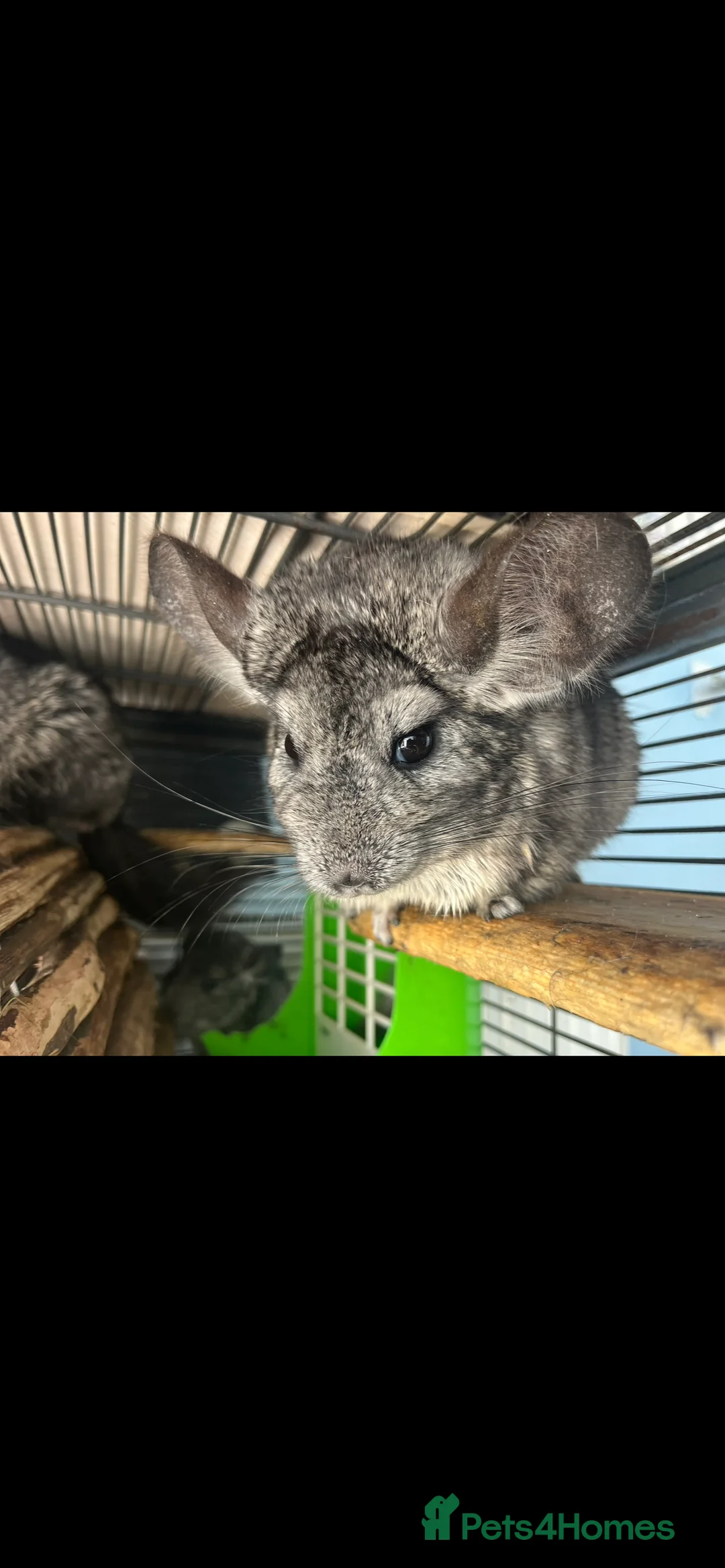 Chinchilla rodents for sale: Chinchilla set up and 4 chinchilla  - Advert 2