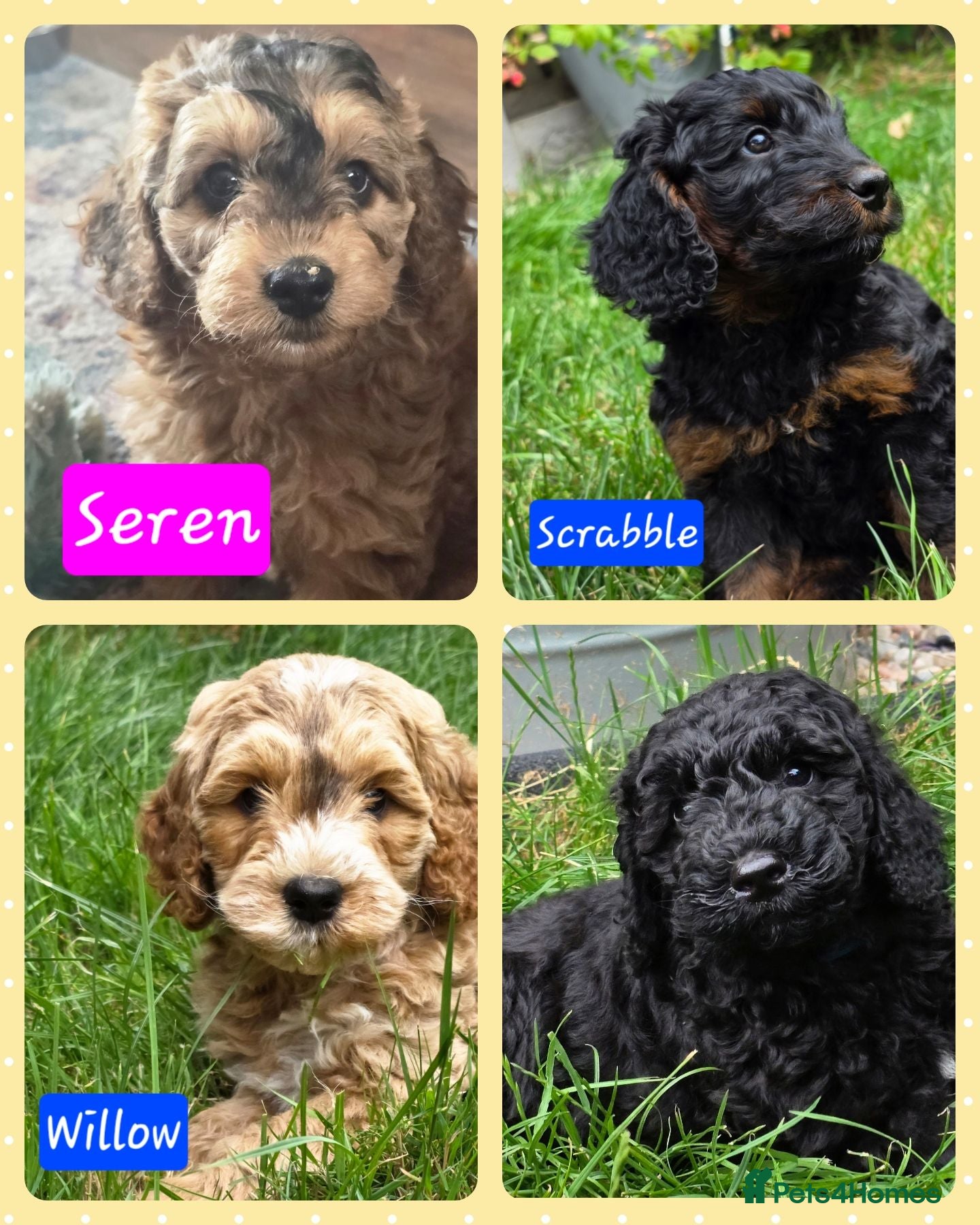 Cockapoo dogs Health Tested F1b Cockapoo Puppies - Advert 1