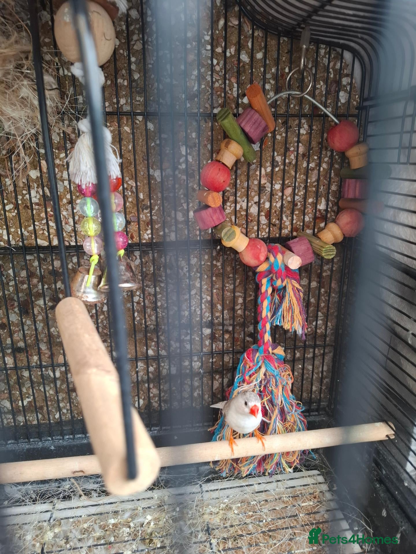 Finches birds Male finch with full setup - Advert 1