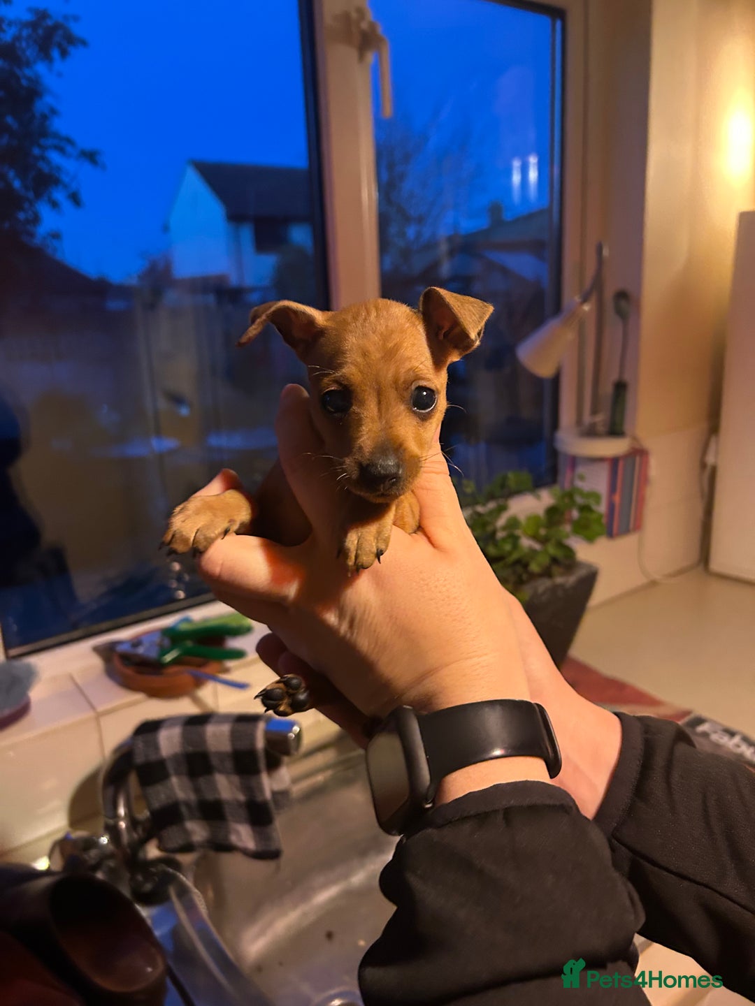Miniature Pinscher dogs for sale: Stunning KC Miniature Pinscher puppies - Advert 13