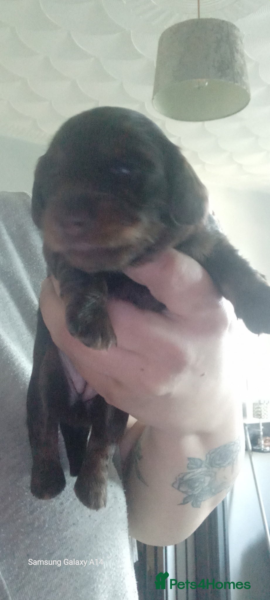 Miniature Dachshund dogs for sale: Long haired mini Dachshund chocolate/tan pointers in Sheffield - Advert 9