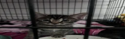 Mixed Breed cats for sale: 5 kittens for sale  in Slough - Advert 22