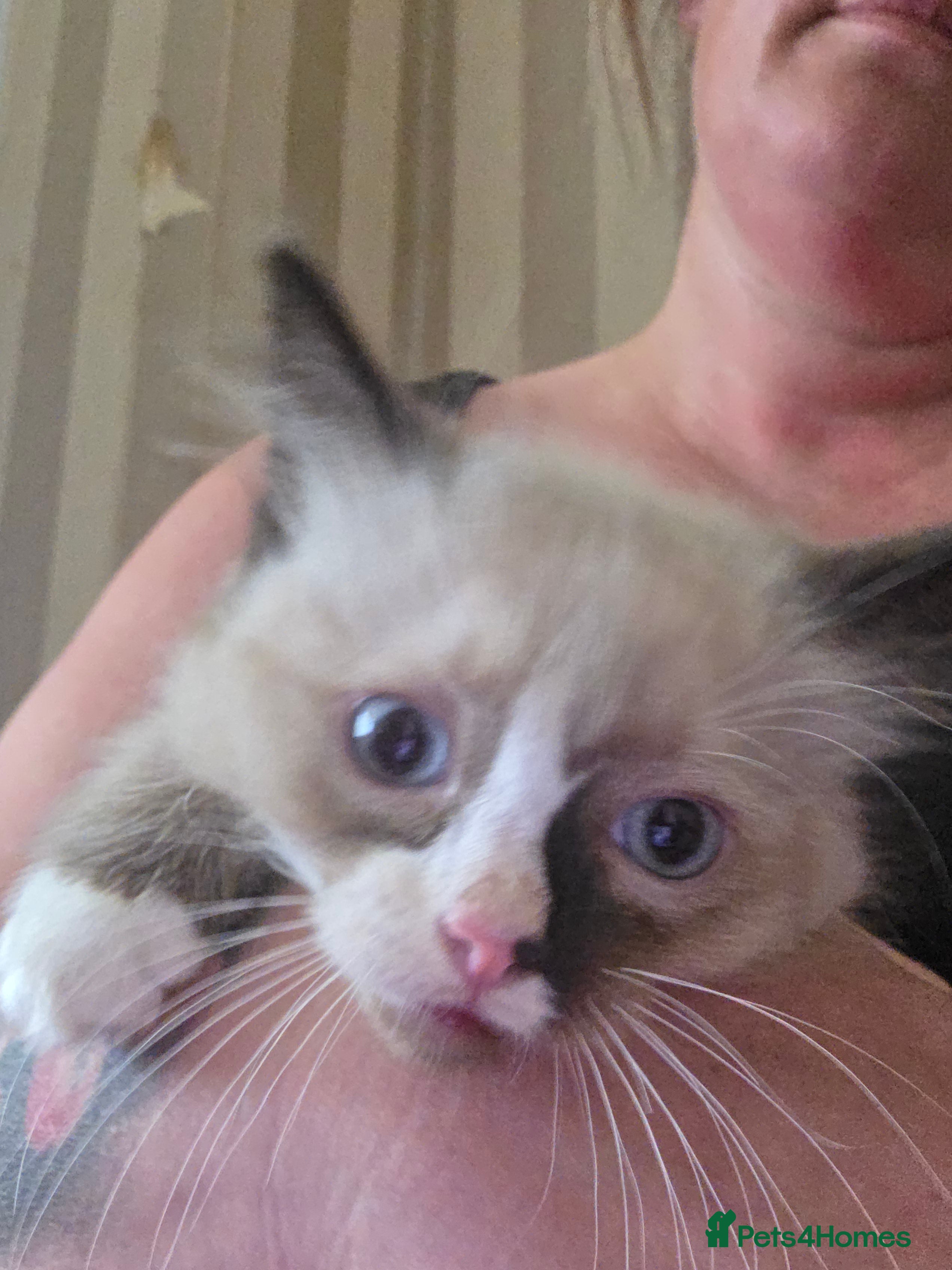 Ragdoll cats for sale: Gorgeous ragdoll kittens  - Advert 4