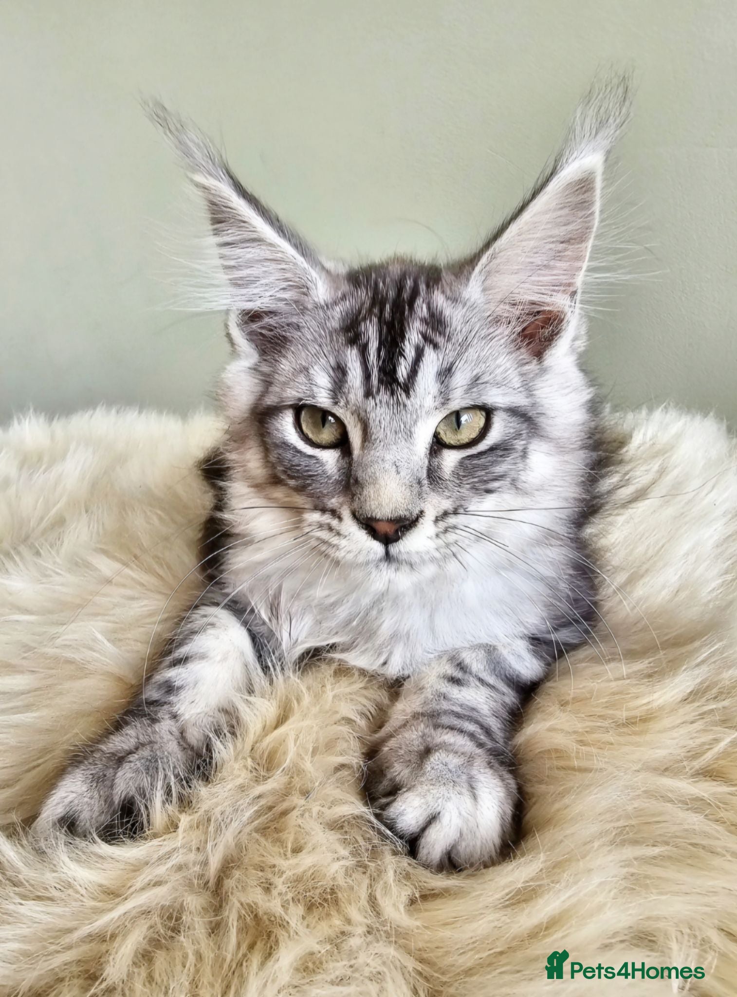 Maine Coon cats Stunning Maine Coon kittens  - Advert 1