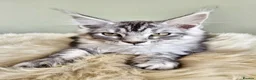 Maine Coon cats for sale: Stunning Maine Coon kittens  - Advert 1