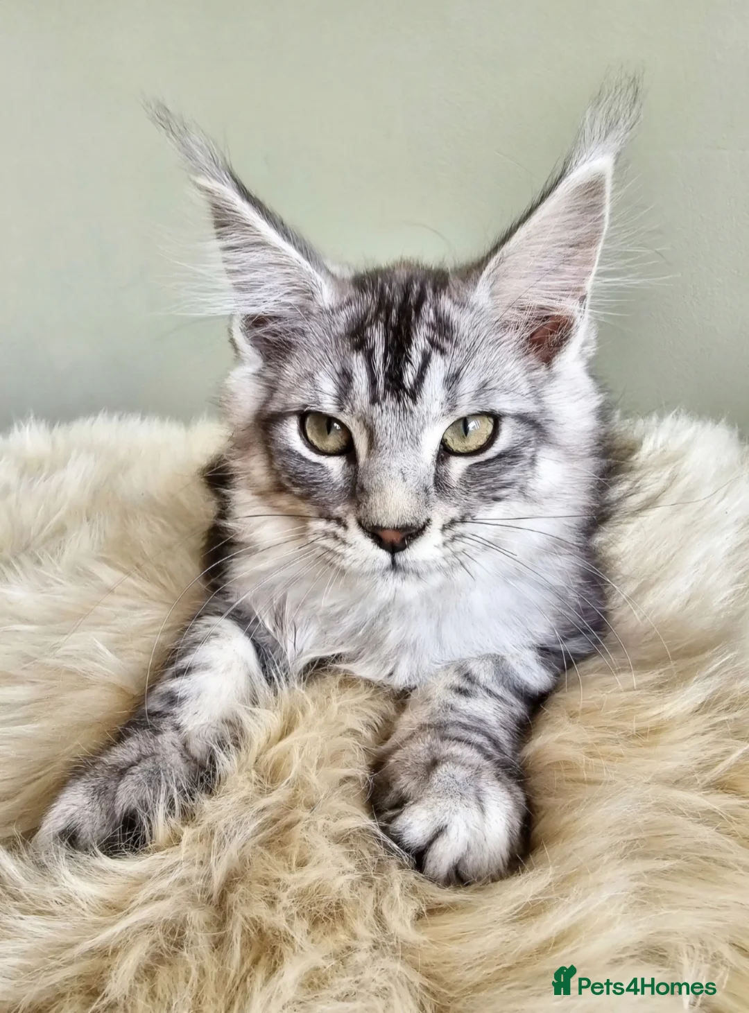 Maine Coon cats for sale: Stunning Maine Coon kittens  - Advert 1