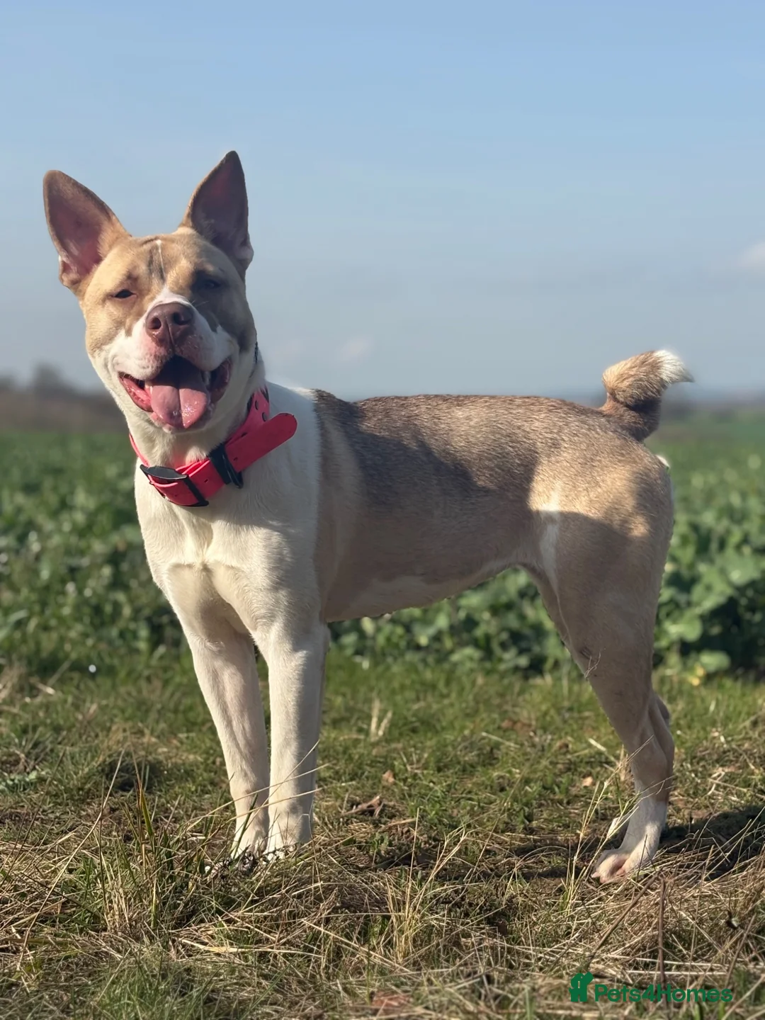 Mixed Breed dogs for sale: Akita x staffy  - Advert 1