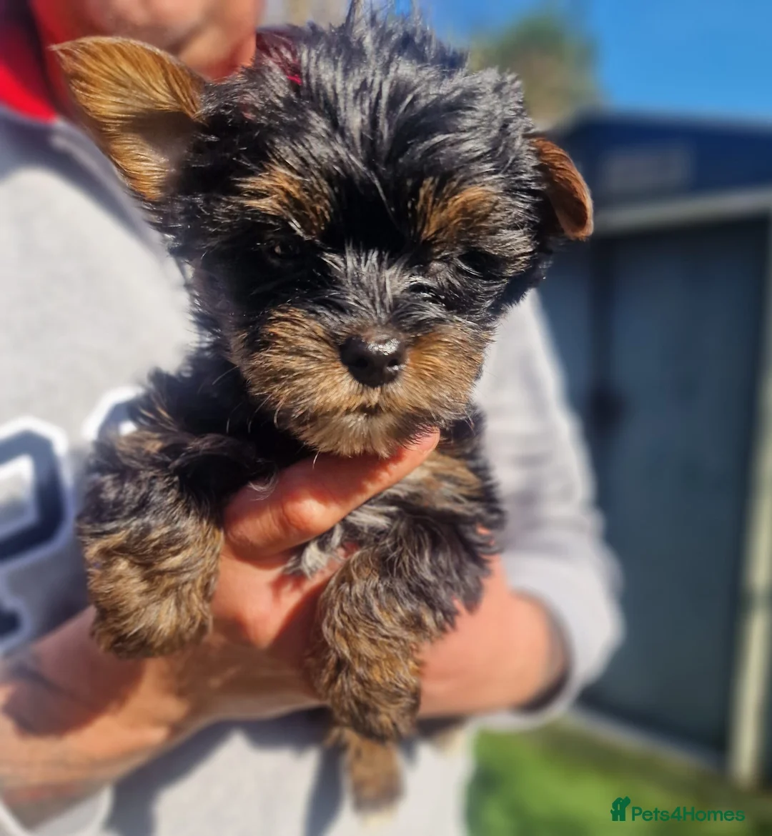 Yorkshire Terrier dogs for sale: Yorkshire Terrier puppies  in Dunstable - Advert 2