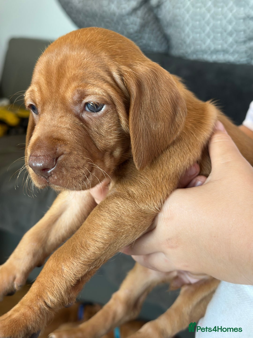 Hungarian Vizsla dogs for sale: Amazing Hungarian vizsla puppies - Image 12