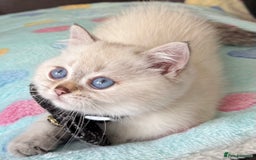British Shorthair cats for sale: Beautiful GCCF kittens from champion lines  - Image 12