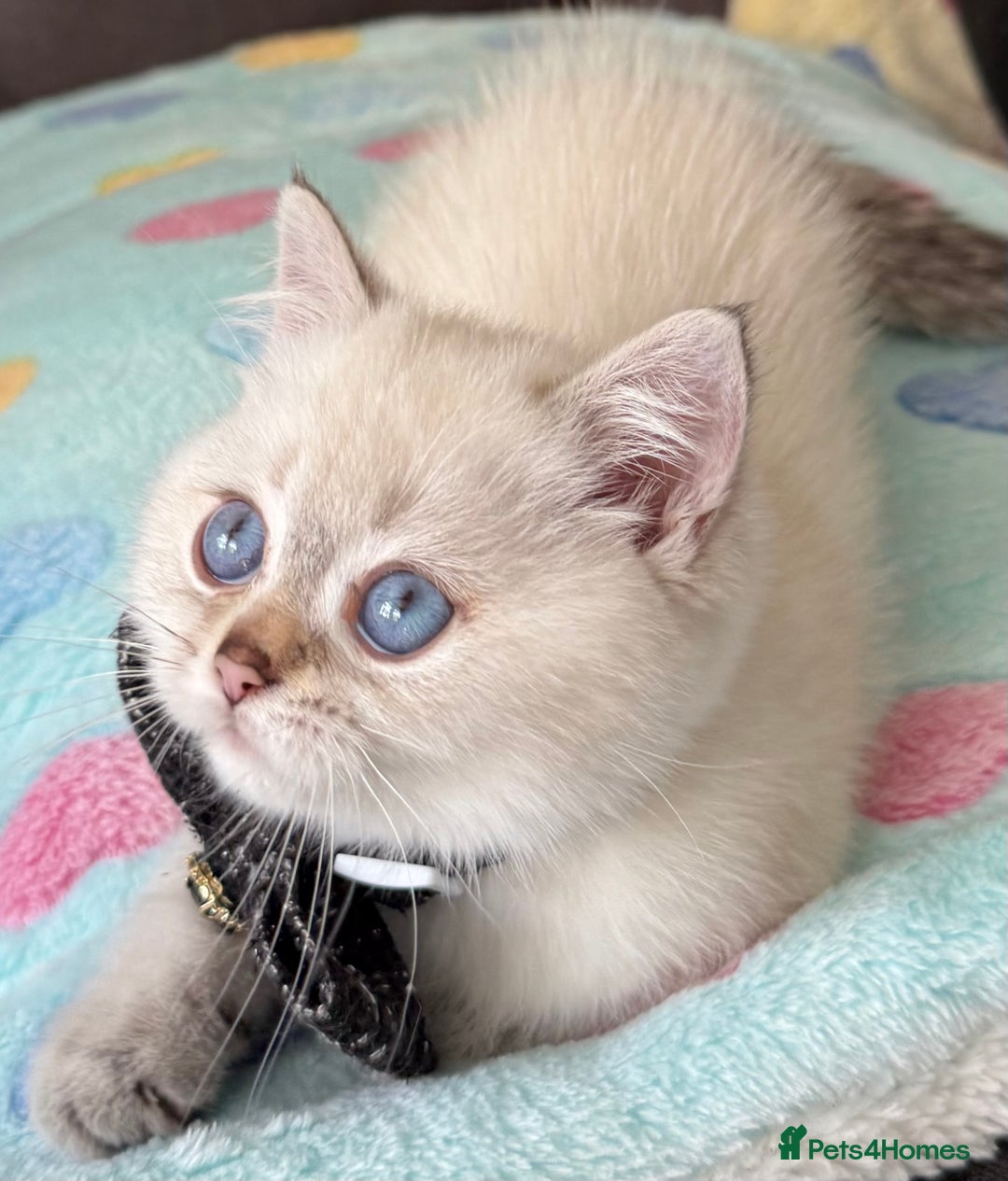British Shorthair cats for sale: Beautiful GCCF kittens from champion lines  - Image 12