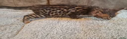 Bengal cats for sale: Exceptional rare cashmere bengal boys - Advert 18