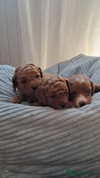 Cavapoo dogs Cavapoo Puppies-Ready 23rd-December! Mum DNA clear - Advert 7