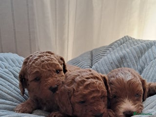 Cavapoo dogs Adorable Cavapoo Puppies -Ready 23rd -December! - Advert 13