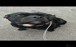 Staffordshire Bull Terrier dogs for sale: Gorgeous Black Boy available from this litter!  - Image 2