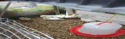 Mixed Breed poultry for sale: Poultry for sale - Advert 1
