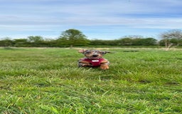 Miniature Dachshund dogs for sale: 3 miniature dachshunds - must go together  - Image 5