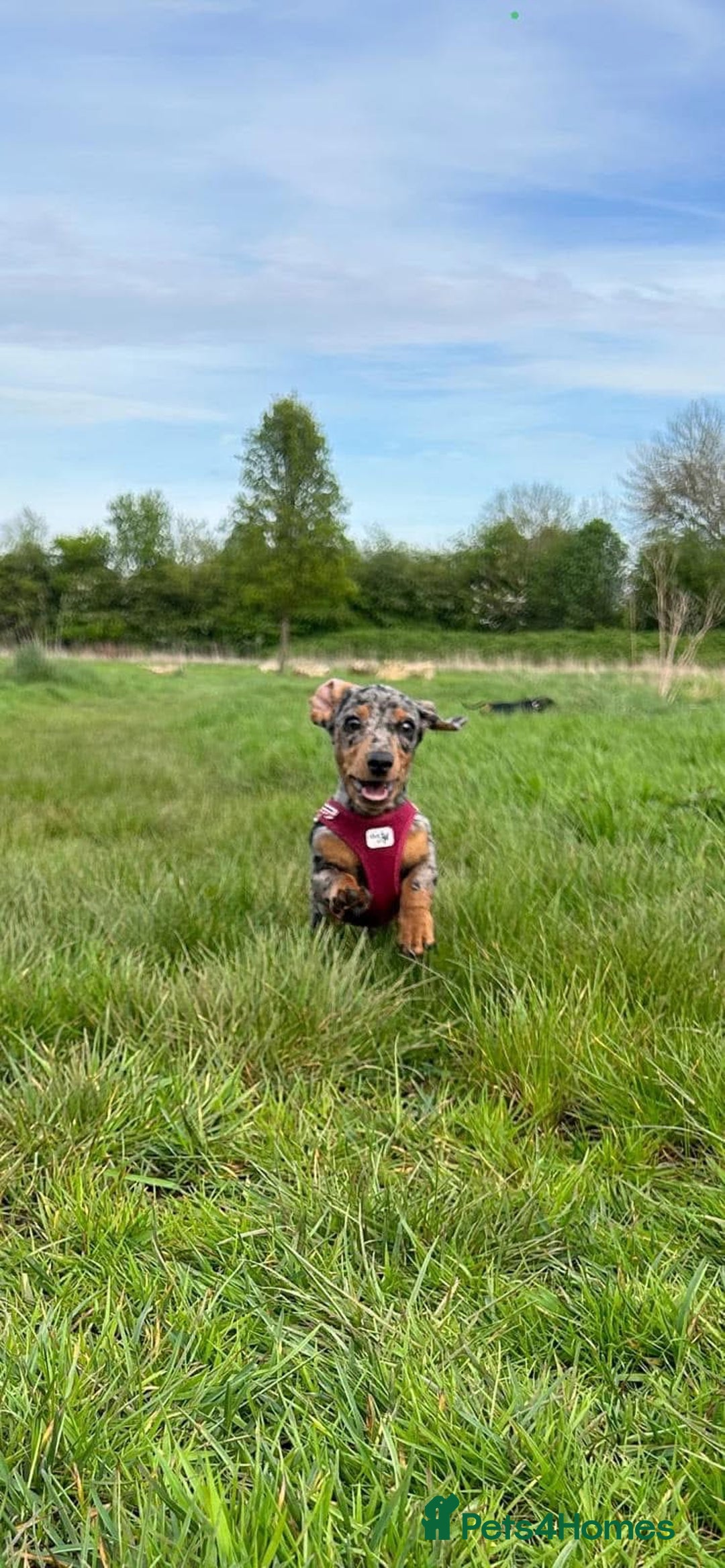 Miniature Dachshund dogs for sale: 3 miniature dachshunds - must go together  - Image 5