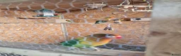 Lovebirds birds for sale: ✨️🦜Beautiful Fischer's Lovebird for Sale! 🦜✨ in Saint Helens - Advert 3
