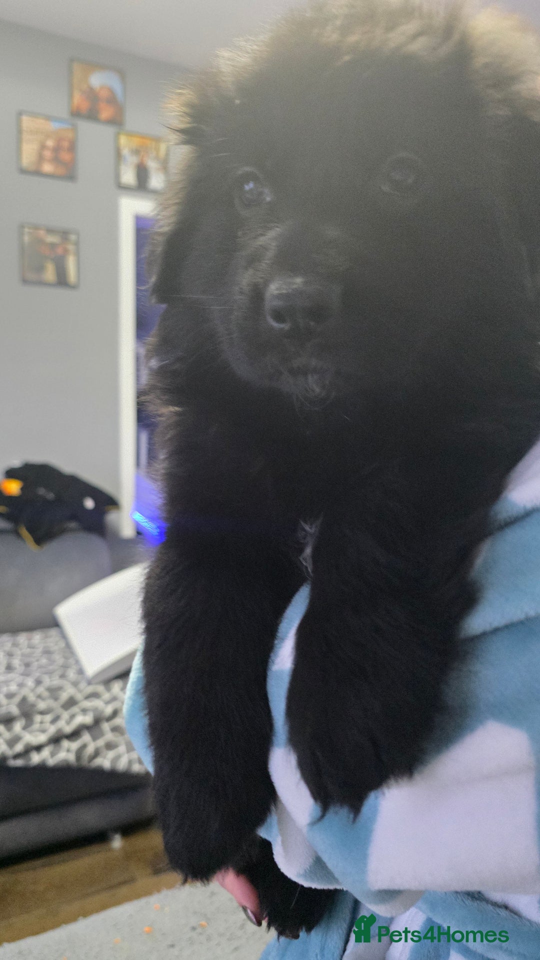 German Shepherd dogs for sale: READY TO LEAVE 3 LITTLE GSD GIRLS - Advert 2