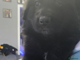 German Shepherd dogs Amazing german shepherd puppies for rehousing - Advert 1