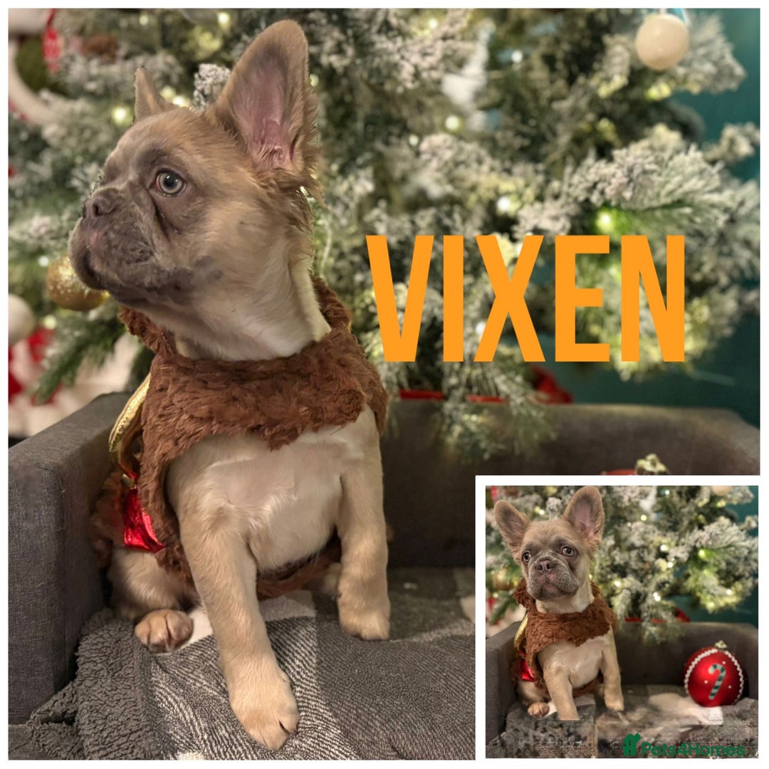 French Bulldog dogs for sale: Fluffy Frenchie’s  - Advert 6