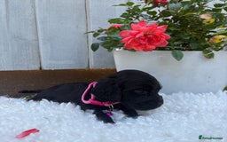 Cocker Spaniel dogs for sale: show type cocker spaniels puppies * ready now  - Image 3