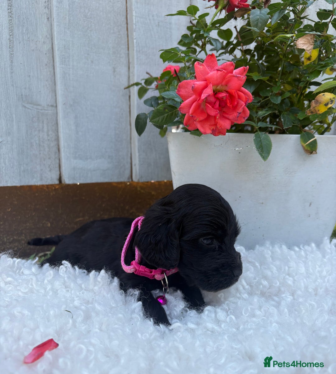 Cocker Spaniel dogs for sale: show type cocker spaniels puppies * ready now  - Image 3
